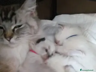 Ragdoll gatti Cuccioli ragdolls altissima genealogia - Annuncio 3