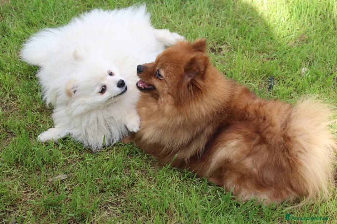 Spitz cani in vendita: Spitz tedesco piccolo volpino  - Annuncio 4