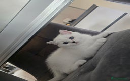Scottish gatti in vendita: Dolcissimo scottish fold e straight  a Provincia di Brescia - Immagine 18