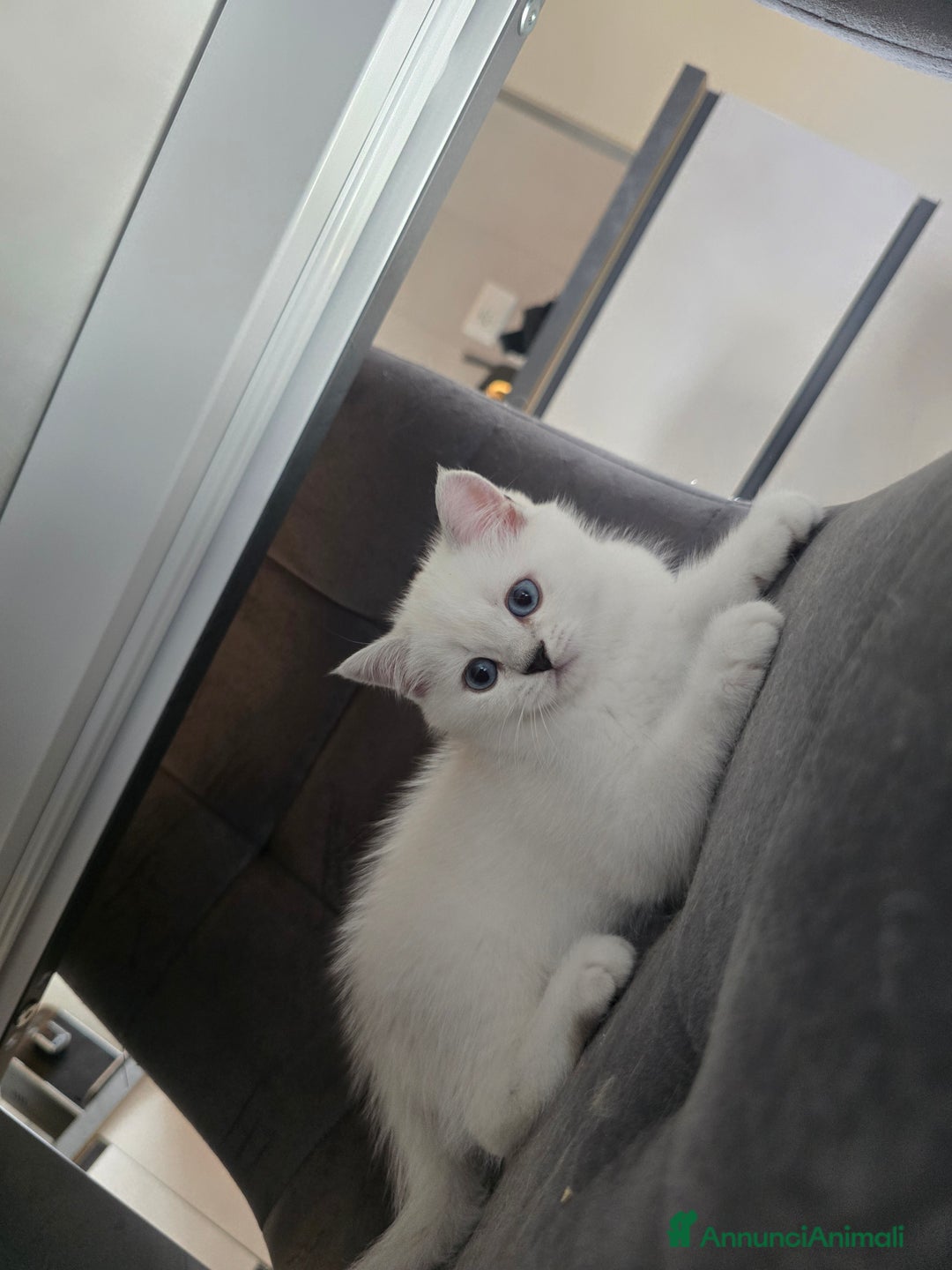 Scottish gatti in vendita: Dolcissimo scottish fold e straight  a Provincia di Brescia - Immagine 18