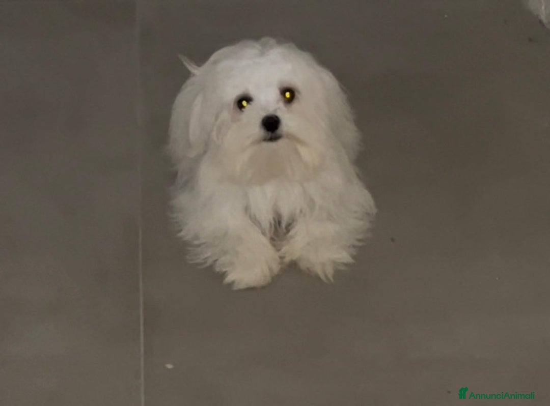 Maltese cani in vendita: Maltesi - Annuncio 2