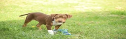 Pitbull cani in vendita: Cuccioli di Pit Bull anche a rate - Annuncio 32