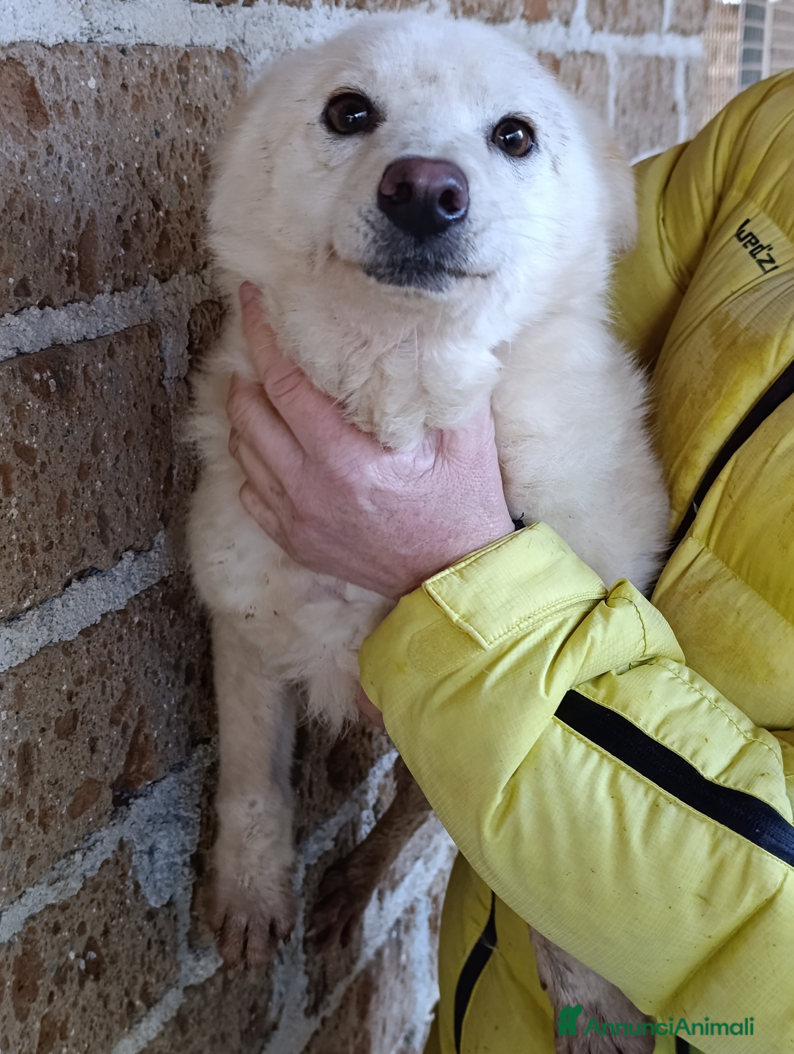 Meticcio cani Rosetta e Puffetta, 10 kg di dolcezza, in adozione - Annuncio 2