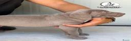 Weimaraner cani in vendita: 🐾 CUCCIOLI DI WEIMARANER — DISPONIBILI 🐾 a Città metropolitana di Roma Capitale - Annuncio 3