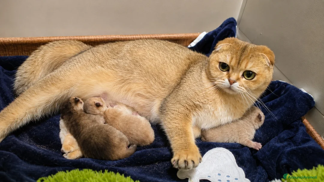 Scottish gatti in vendita: Cuccioli scottish fold disponibili - Annuncio 2
