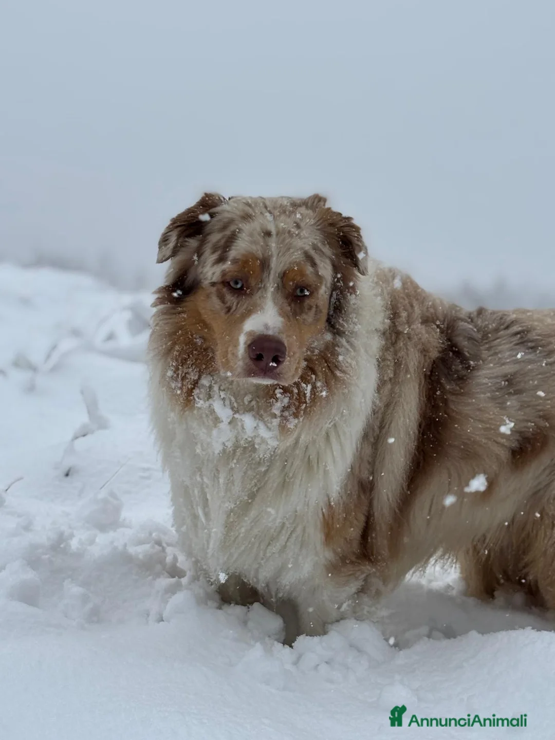 Australian Shepherd cani in vendita: Cuccioli Australian Shepherd con pedigree  - Annuncio 13
