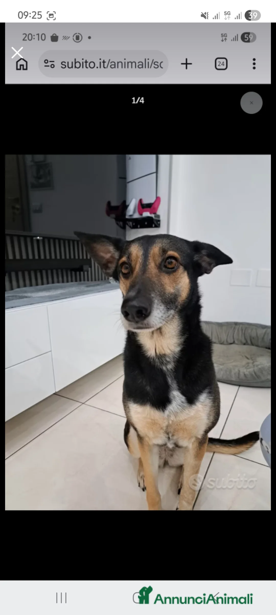 Meticcio cani in regalo: Shila cerca casa meticcio femmina a Provincia di Lodi - Annuncio 3