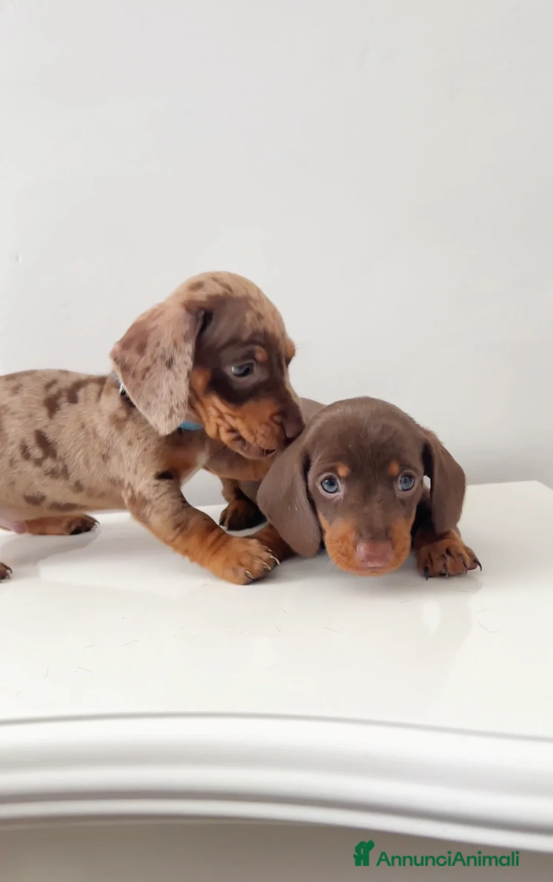 Bassotto cani in vendita: Cuccioli di bassotti  - Annuncio 6