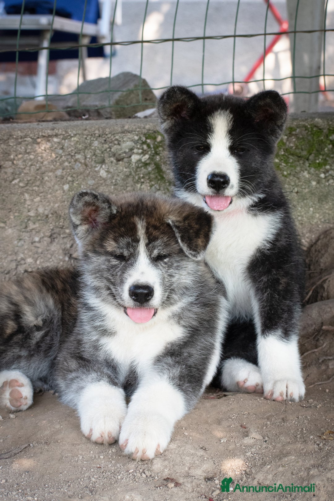Akita Inu cani in vendita: Akita Inu  a Provincia di Belluno - Immagine 1
