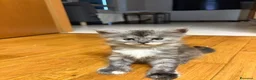 Maine Coon gatti in vendita: Splendidi cuccioli di Maine Coon disponibili 🐾 - Annuncio 2