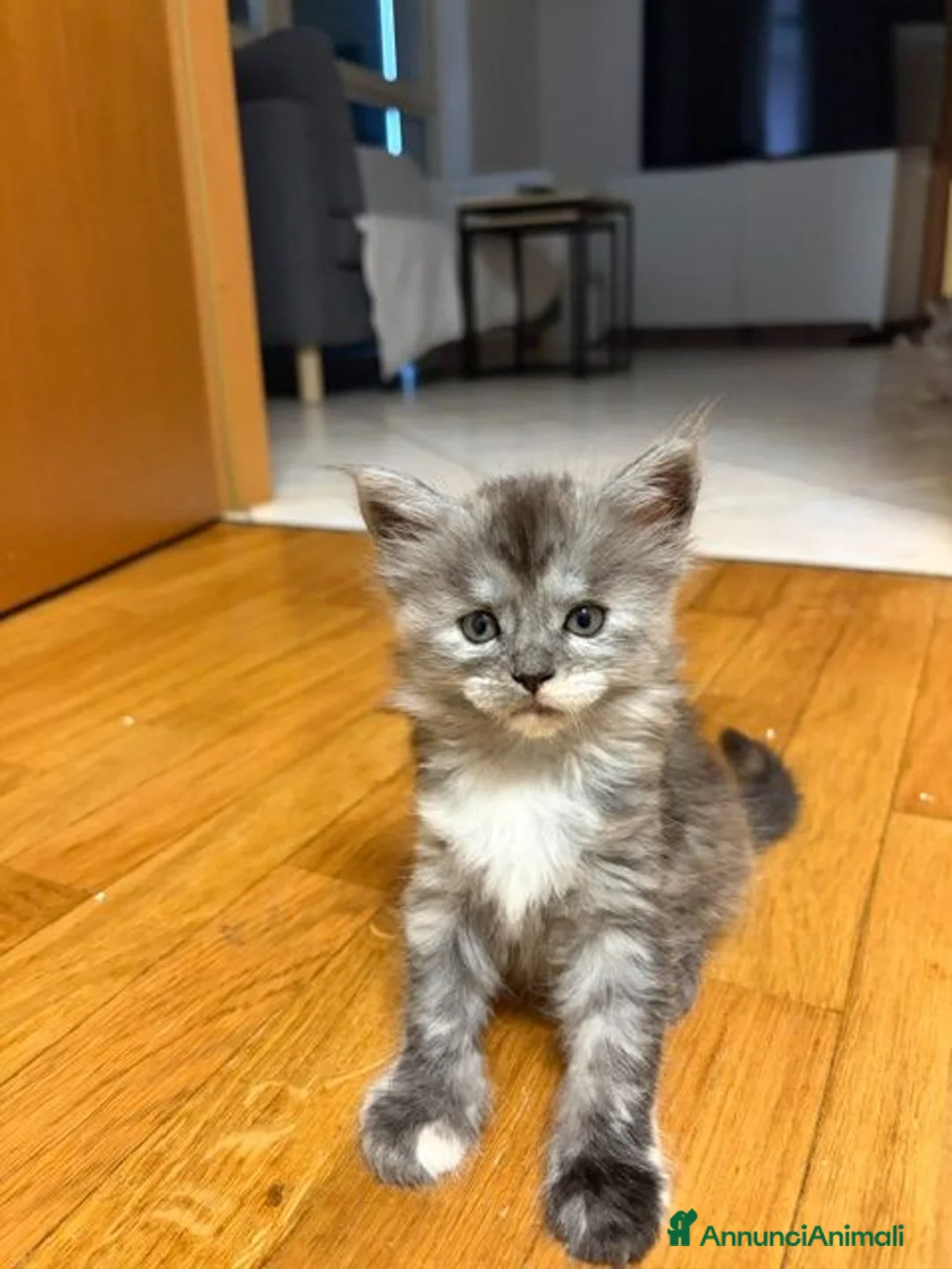 Maine Coon gatti in vendita: Splendidi cuccioli di Maine Coon disponibili 🐾 - Annuncio 2