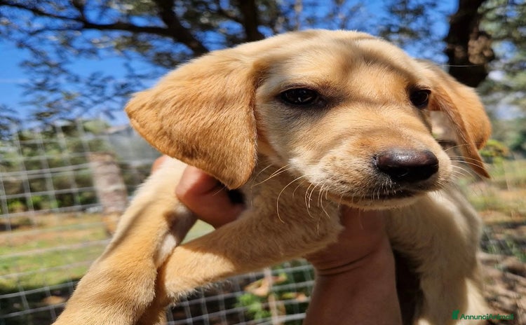 Meticcio cani a Provincia di Pisa - Annuncio 5