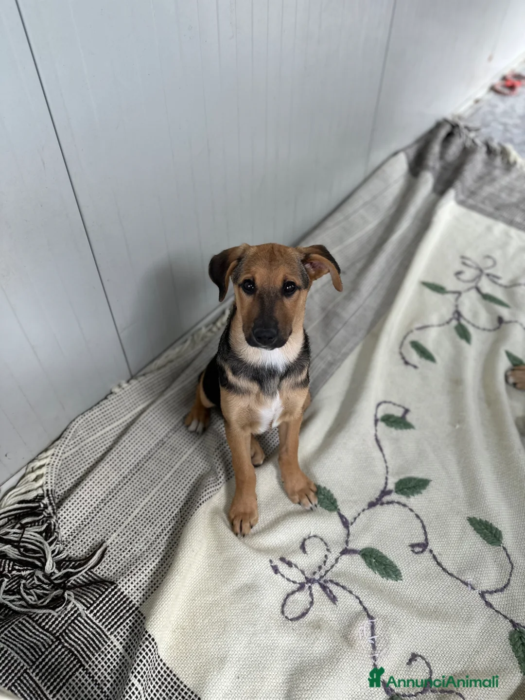 Meticcio cani in regalo: MIA CERCA FAMIGLIA - Annuncio 2