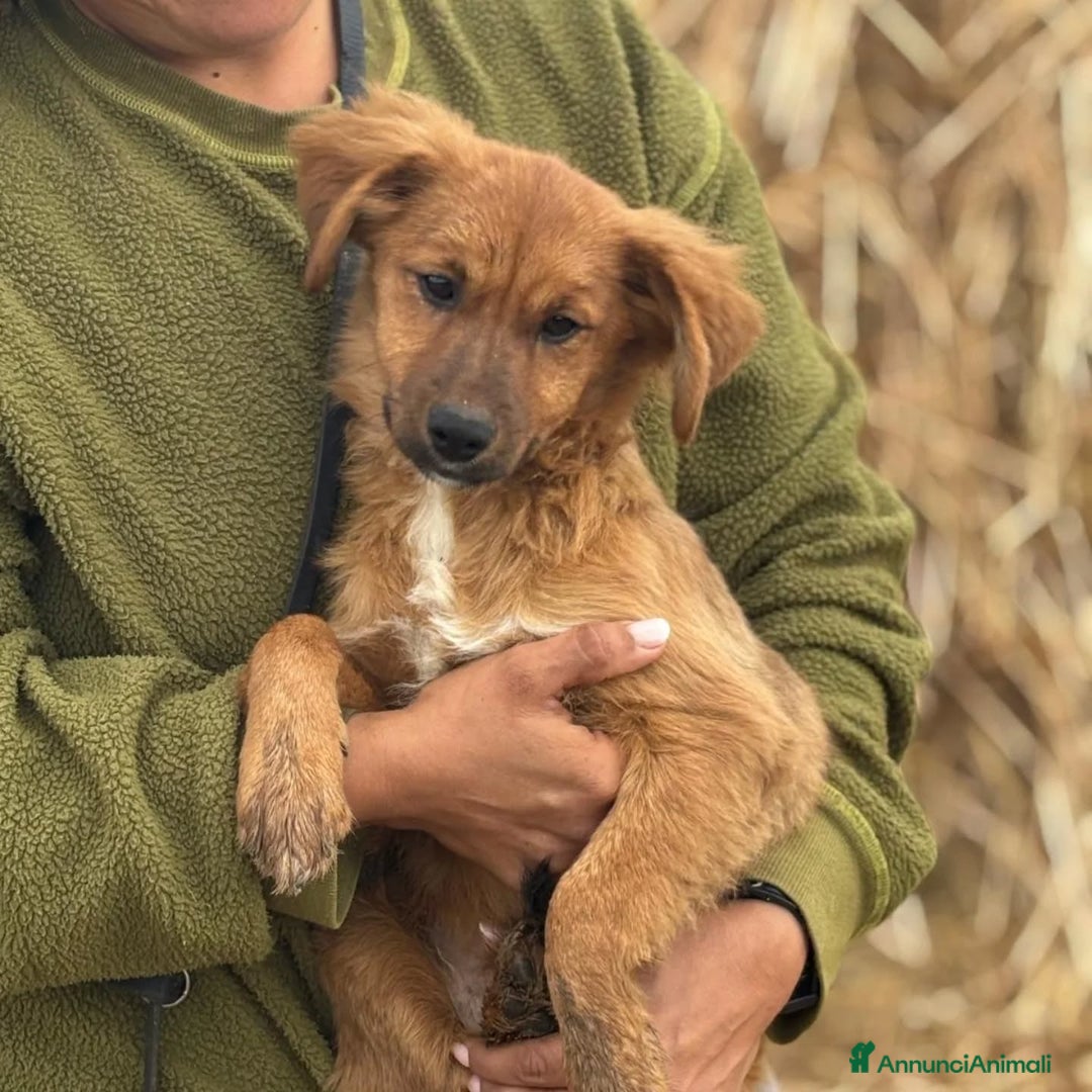 Altre razze cani in regalo: NANCY cucciola 5 mesi taglia piccola in adozione - Annuncio 2