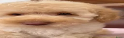 Barboncino cani in vendita:  Barboncino❤️ disponibile da subito  - Annuncio 2