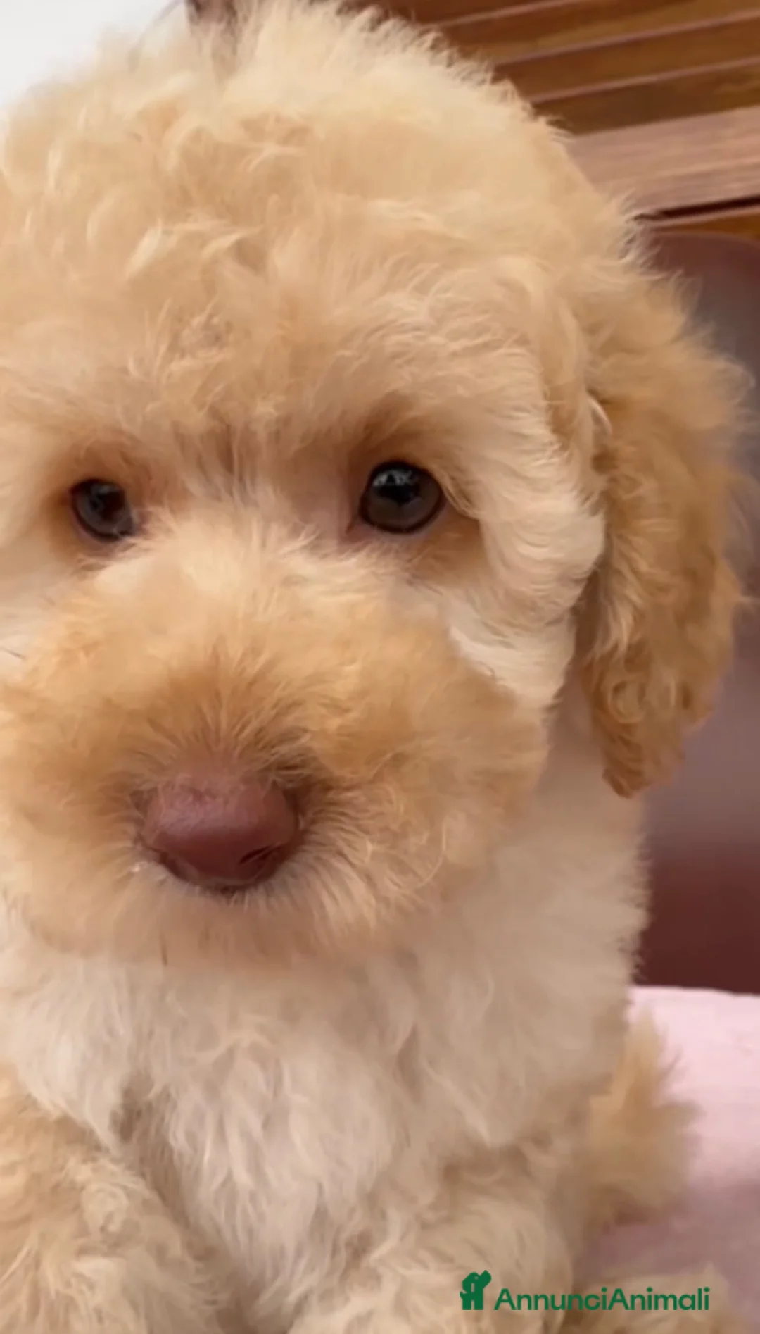 Barboncino cani in vendita:  Barboncino❤️ disponibile da subito  - Annuncio 2