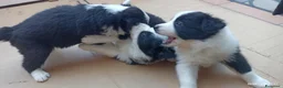 Border Collie cani in vendita: Border Colli con pedigree vendiamo - Annuncio 9