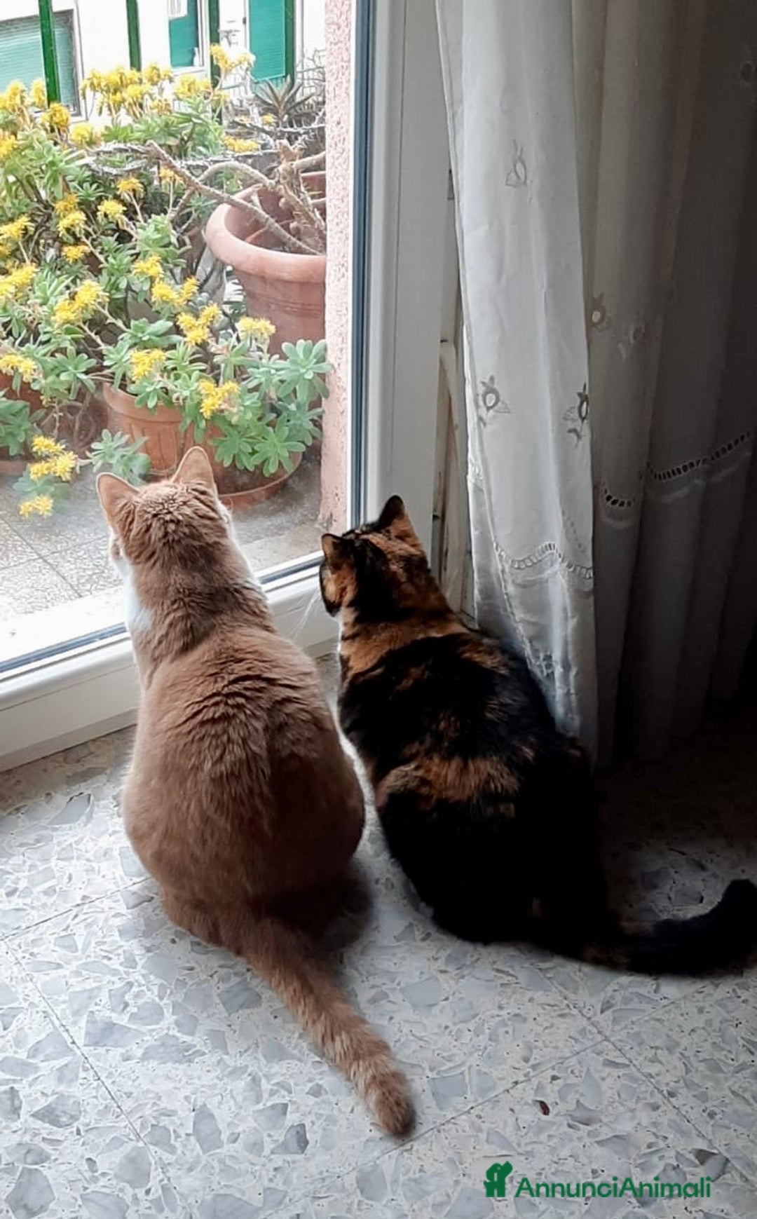 Europeo gatti in regalo: Gattine 2 anni sterilizzate e testate - Annuncio 7