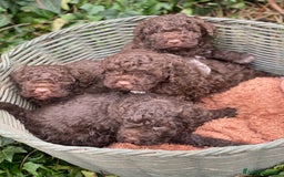 Lagotto cani in vendita: Cuccioli di lagotto disponibili  a Provincia di Asti - Immagine 9