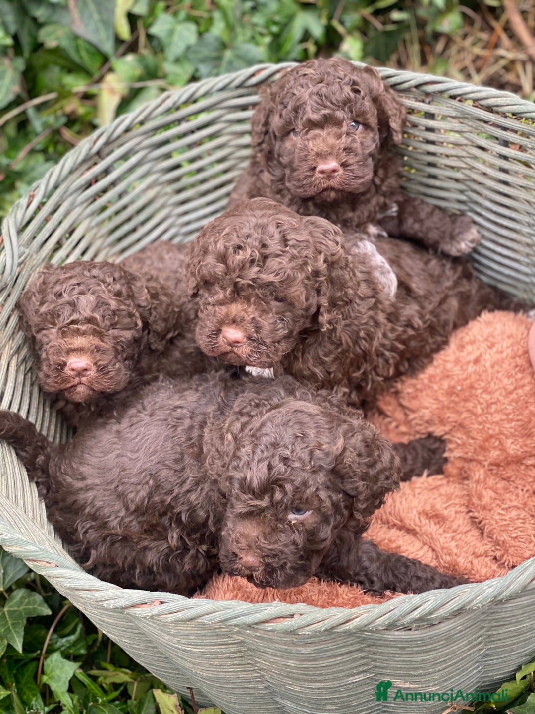 Lagotto cani in vendita: Cuccioli di lagotto disponibili  a Provincia di Asti - Immagine 9