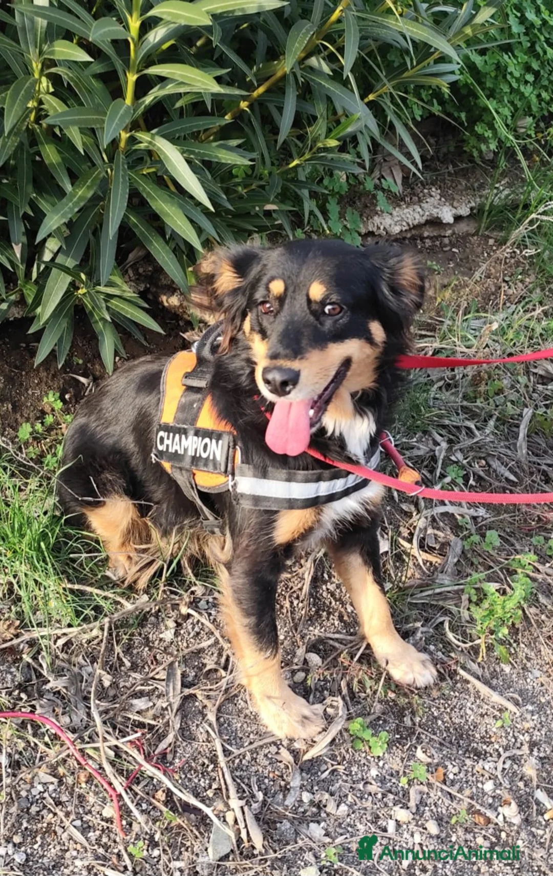 Meticcio cani in regalo: ZARA cagnolina taglia media - Annuncio 6