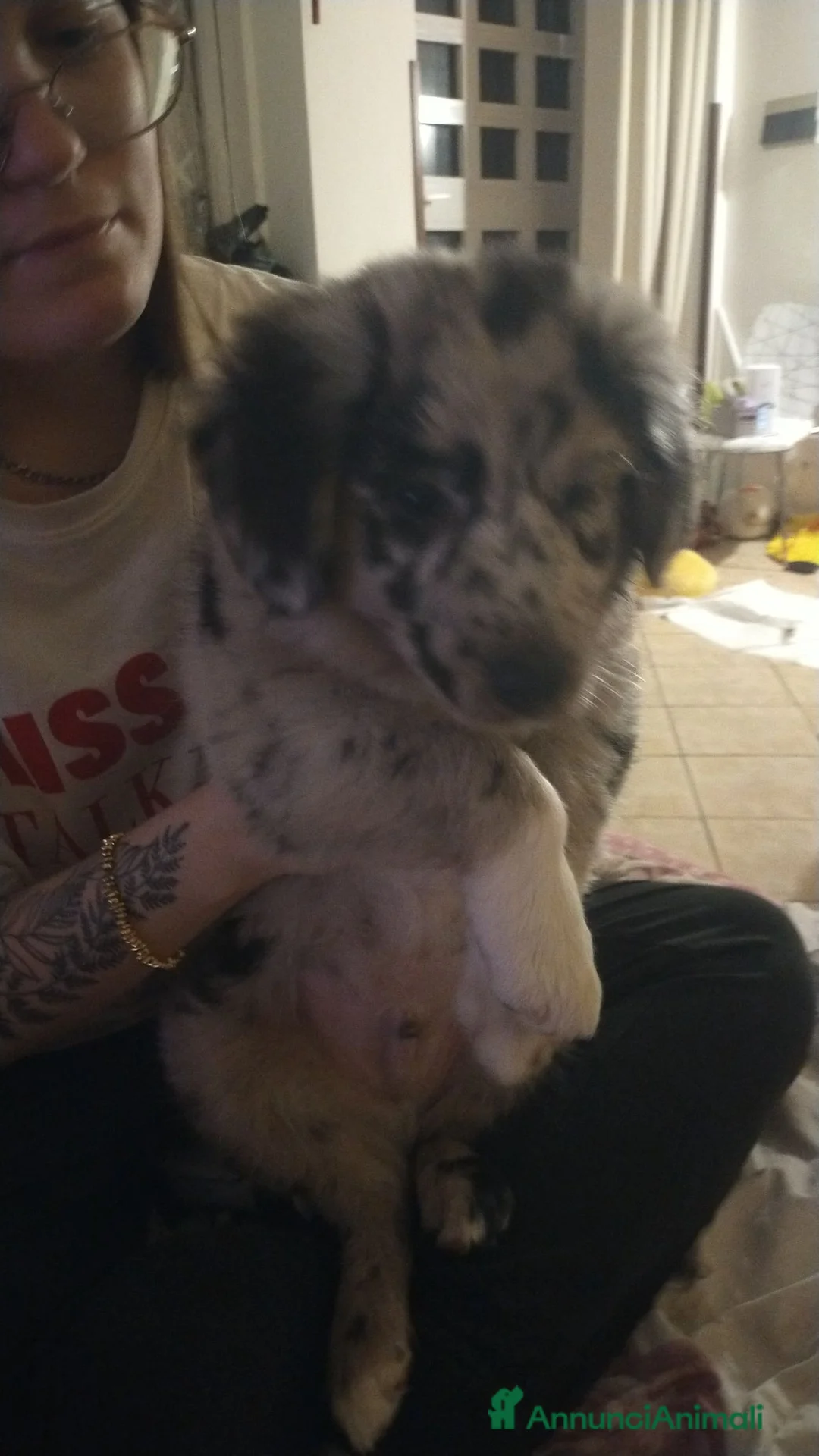 Border Collie cani in regalo: pastore australiano e border collie a Provincia di Monza e della Brianza - Annuncio 4