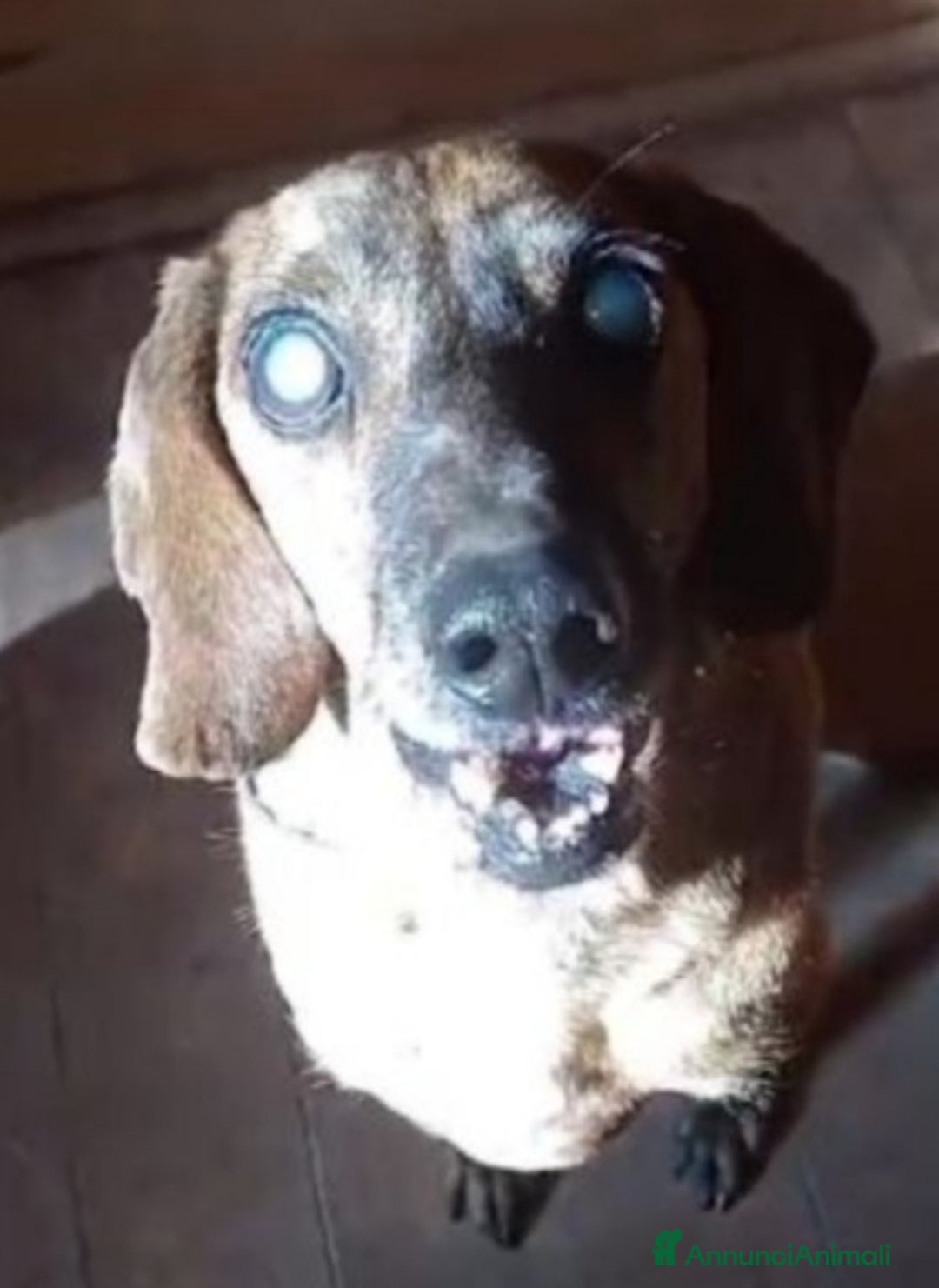 Segugio cani in regalo: Segugio adulto DIVENTATO CIECO IN CANILE!! LAZIO a Città metropolitana di Milano - Annuncio 5