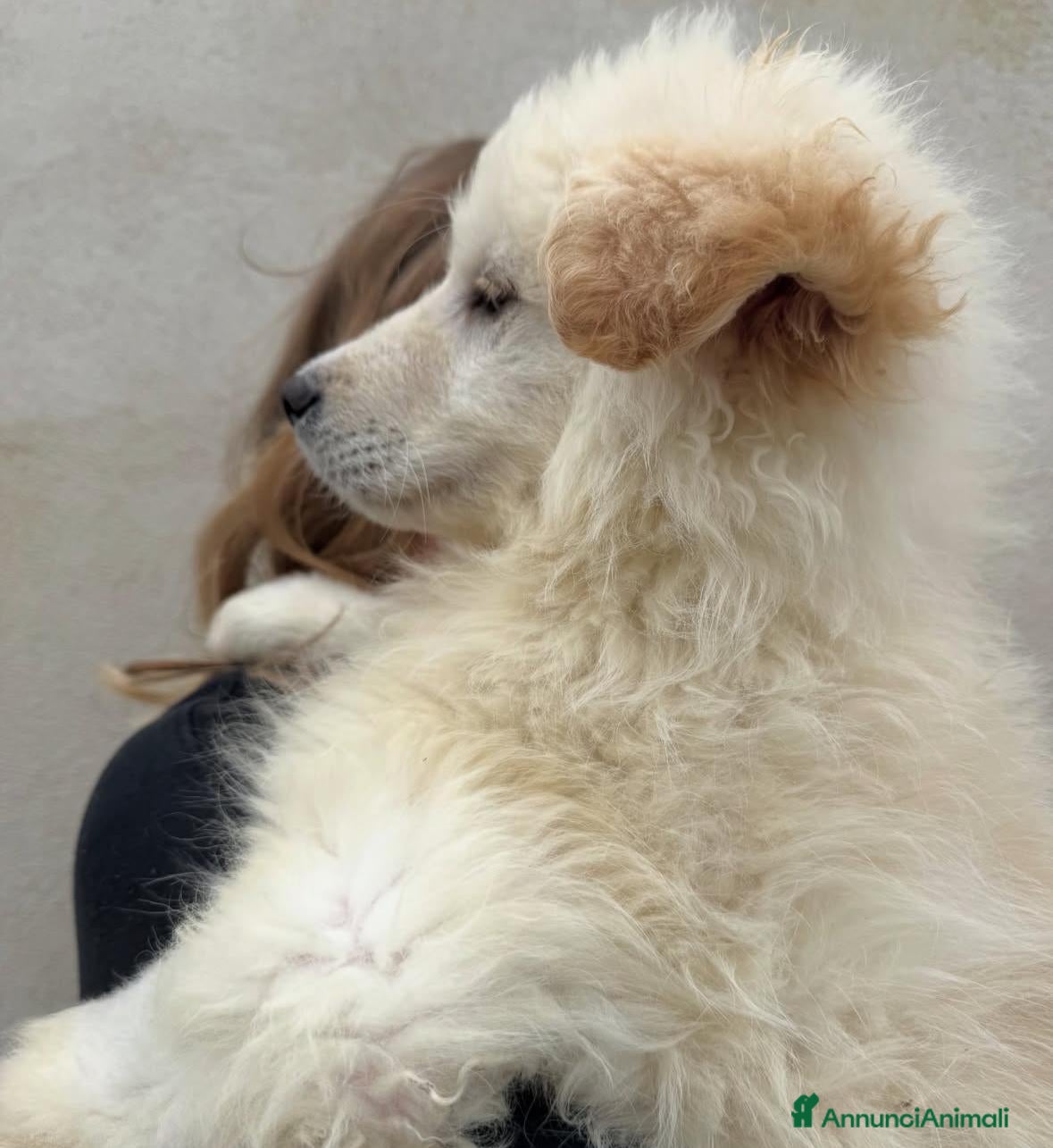 Meticcio cani Snow: 4 mesi taglia grande  - Annuncio 1