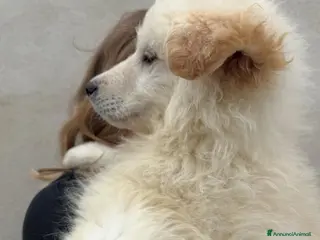 Meticcio cani Snow: 4 mesi taglia grande - Annuncio 36