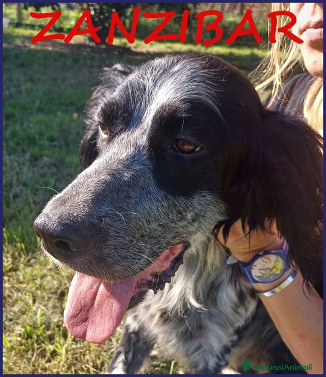 Setter Inglese cani in regalo: ZANZIBAR 2anni stupendo-adatto a tutti - Immagine 2