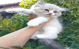 Ragdoll gatti in vendita: Cuccioli RAGDOLL con Pedigree Ministeriale AGI  a Provincia di Teramo - Immagine 3
