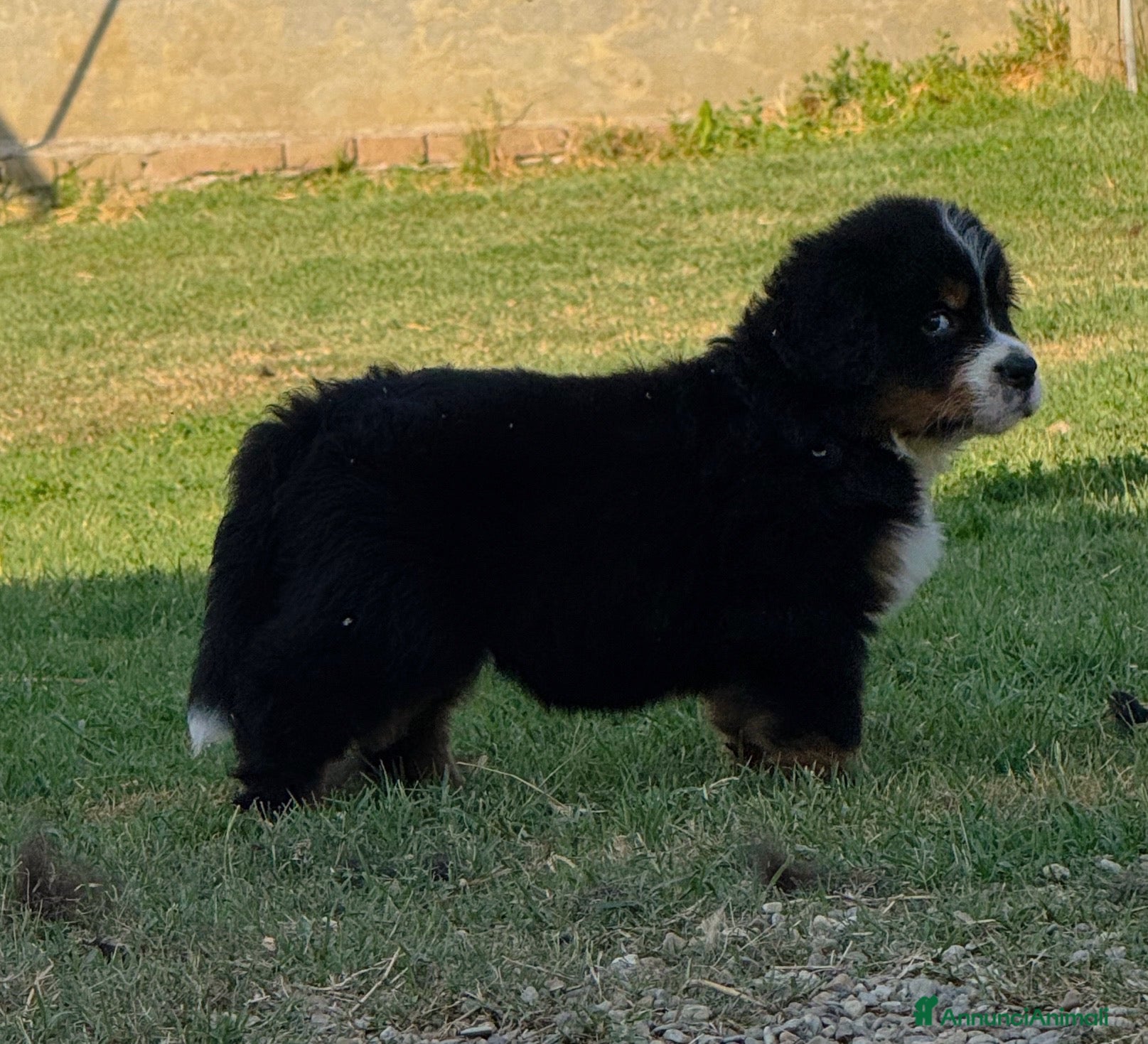 Bovaro del Bernese cani Disponibili cuccioli femmine con pedigree - Annuncio 1