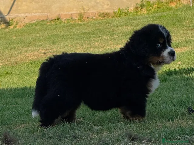 Bovaro del Bernese cani Disponibili cuccioli femmine con pedigree - Annuncio 1