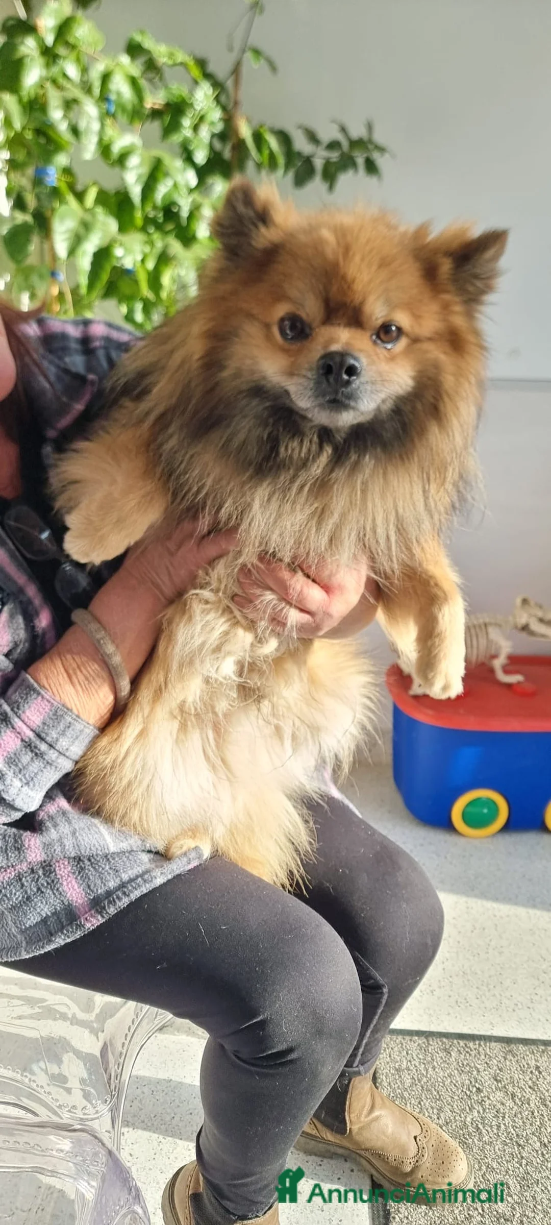 Meticcio cani in regalo: PINO 💙 - cerca una famiglia. Per davvero…🥺 - Annuncio 1