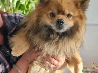 Meticcio cani PINO 💙 - cerca una famiglia. Per davvero…🥺 - Annuncio 3