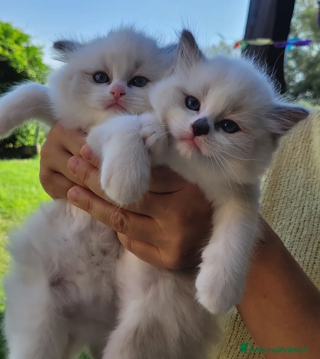 Ragdoll gatti in vendita: Ragdoll con pedigree  - Annuncio 9