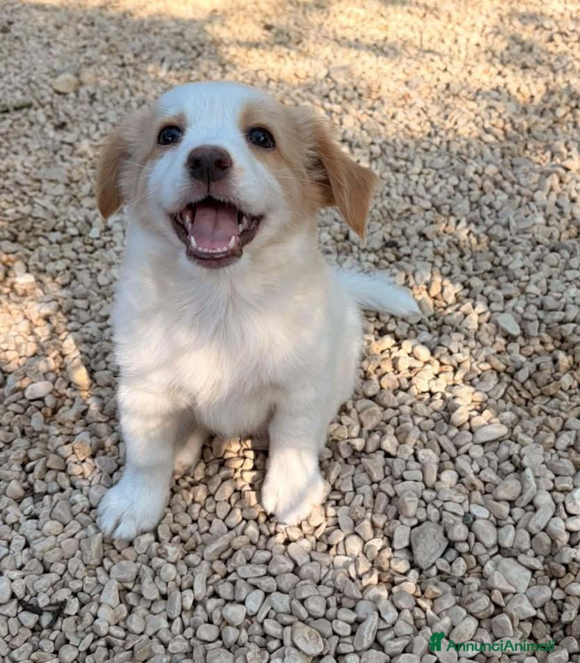 Meticcio cani LA PICCOLA MIA - Annuncio 40
