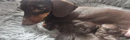 Bassotto cani in vendita: Bassotto tedesco con pedigree Enci  - Annuncio 5
