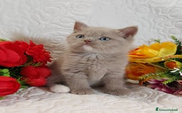 Scottish gatti in vendita: Scottish Straight bellezza rara  a Città Metropolitana di Torino - Immagine 8