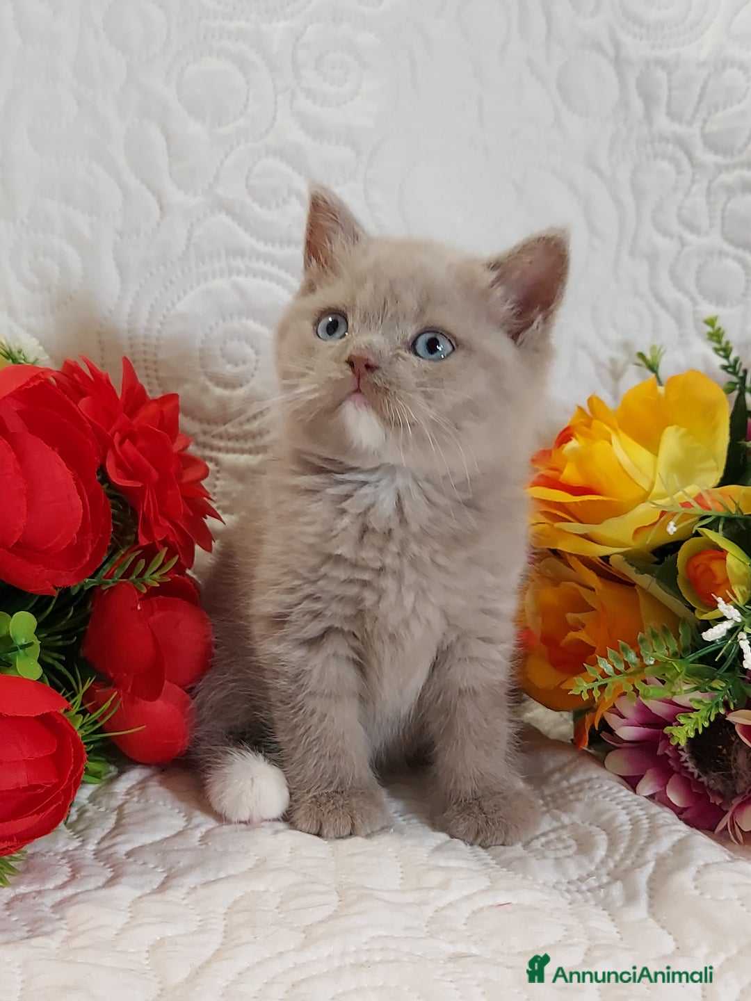 Scottish gatti in vendita: Scottish Straight bellezza rara  a Città Metropolitana di Torino - Immagine 8