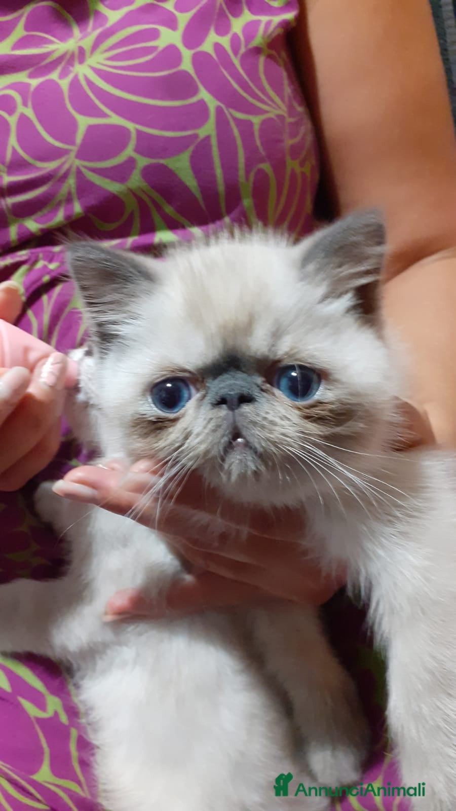 Exotic Shorthair gatti Exotic Shorthair  - Annuncio 5