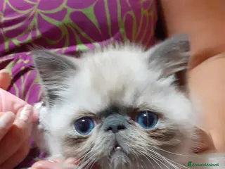 Exotic Shorthair gatti Exotic Shorthair - Annuncio 27