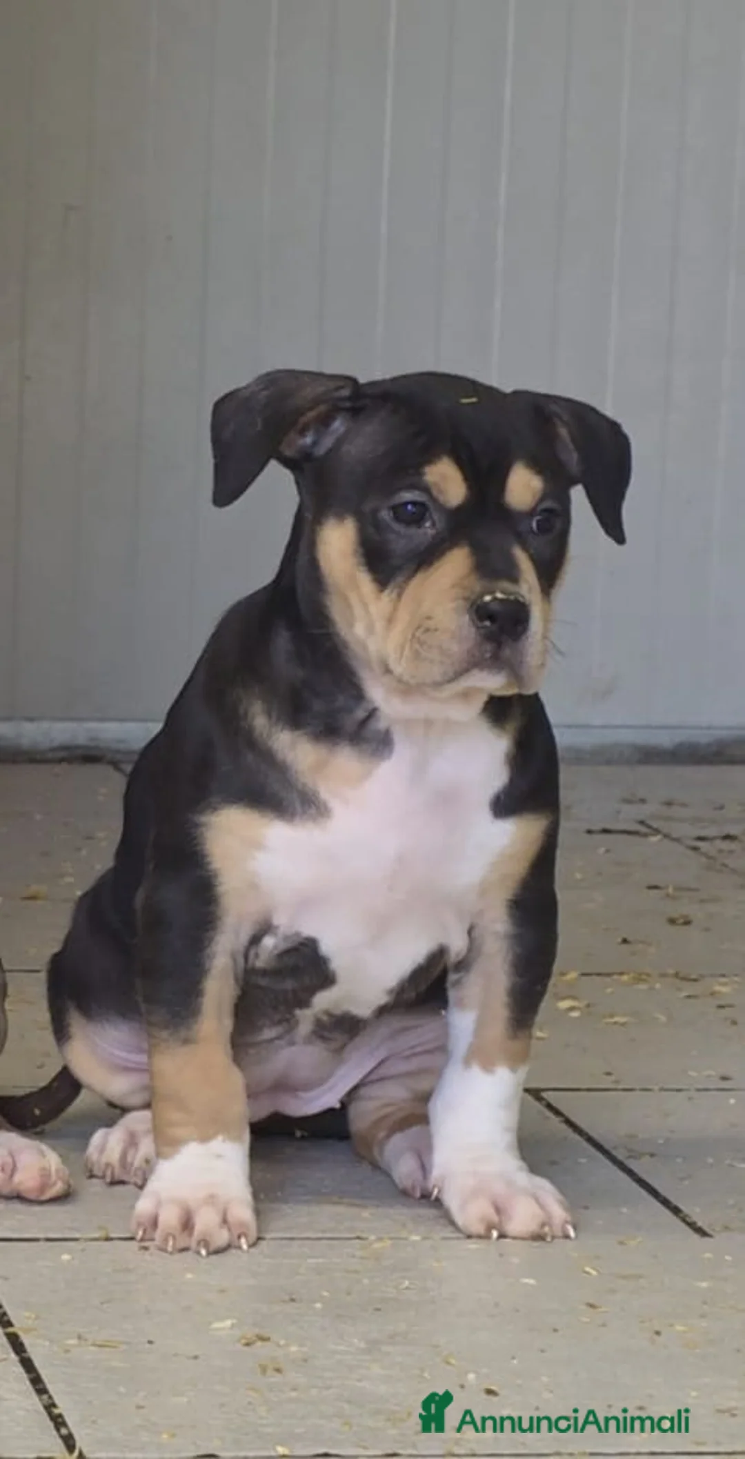 Pitbull cani in vendita:  Super cucciola di American Pitbull Terrier UKC - Annuncio 4