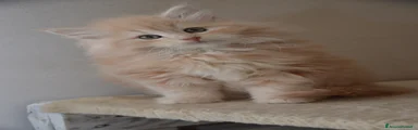 Cucciola femmina