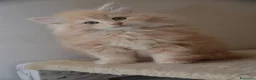 Norvegese gatti in vendita: Cuccioli norvegesi delle foreste  - Annuncio 5