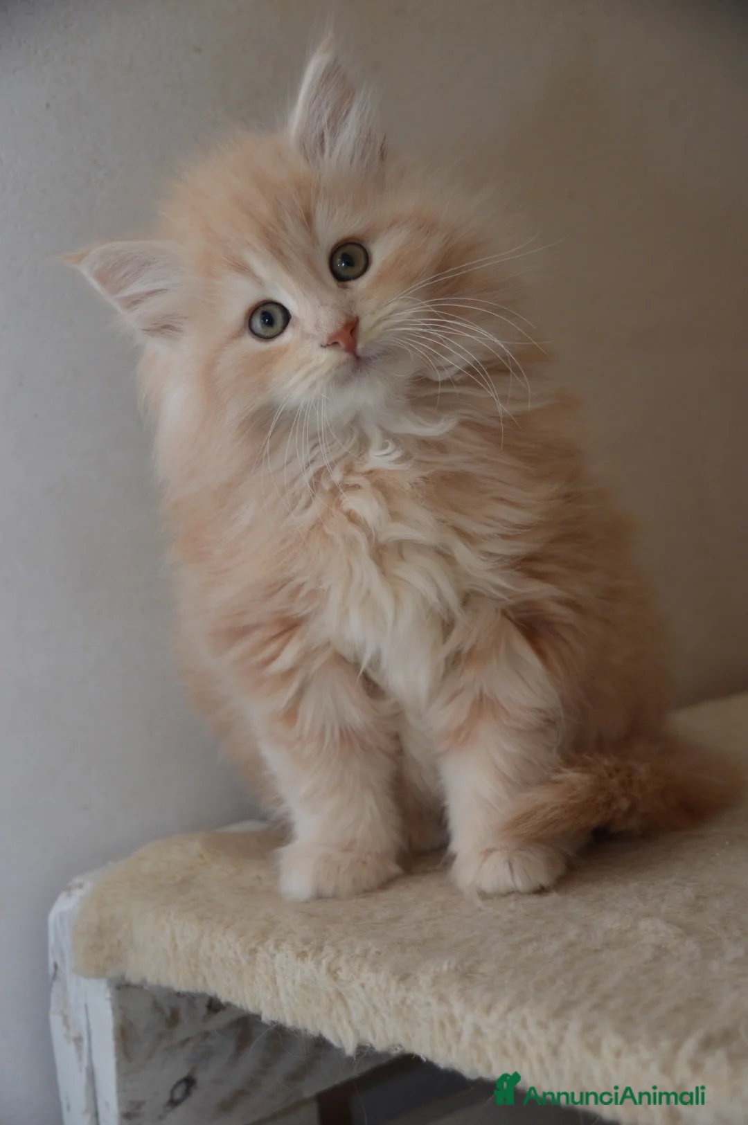 Norvegese gatti in vendita: Cuccioli norvegesi delle foreste  - Annuncio 5
