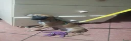 Meticcio cani in vendita: Similpinscher Jerry a Provincia di Prato - Annuncio 6