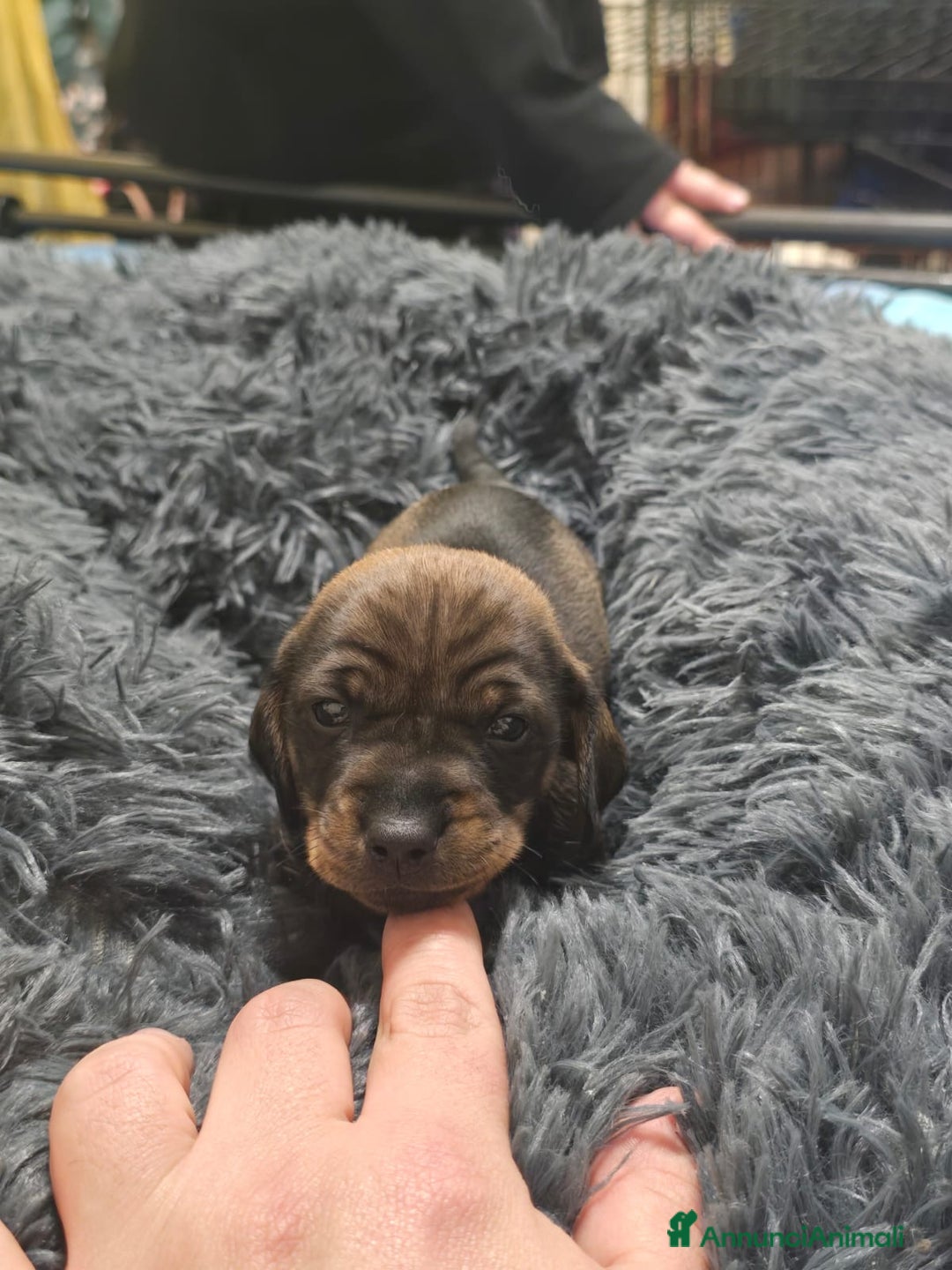 Bassotto cani in vendita: Cuccioli bassotto nano - Annuncio 10