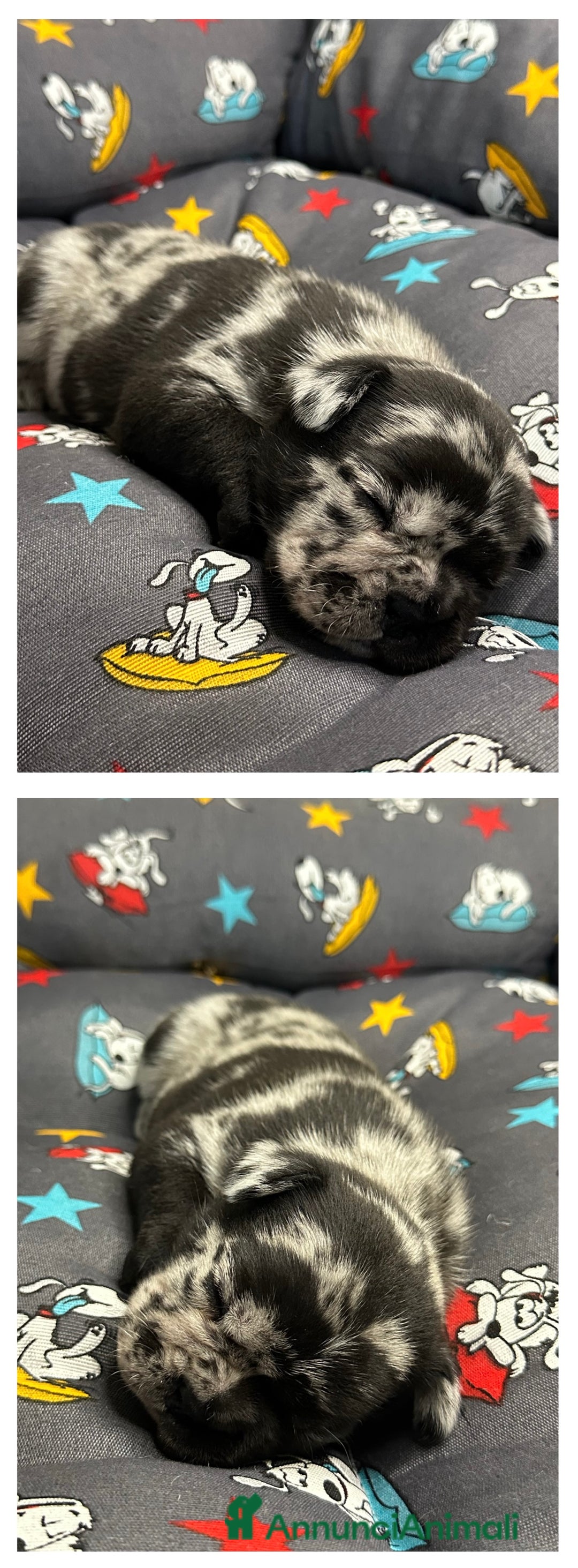 Bulldog Francese cani in vendita: Cuccioli Fluffy di Bulldog Francese - Annuncio 5