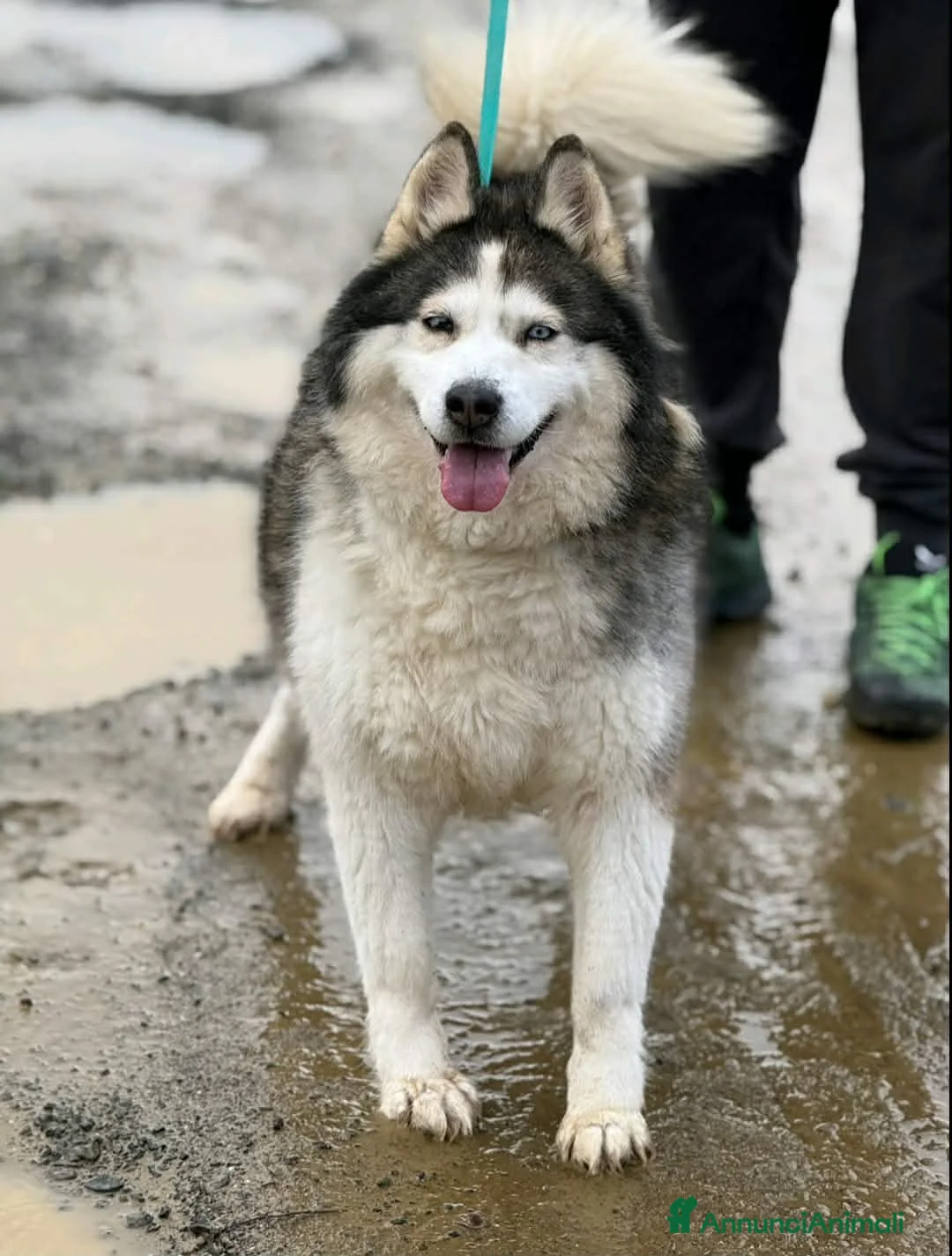 Alaskan Malamute cani in regalo: MILA, mix ALASKAN MALAMUTE abbandonata. - Annuncio 1